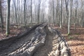 Forêt Verte (Le Houlay)